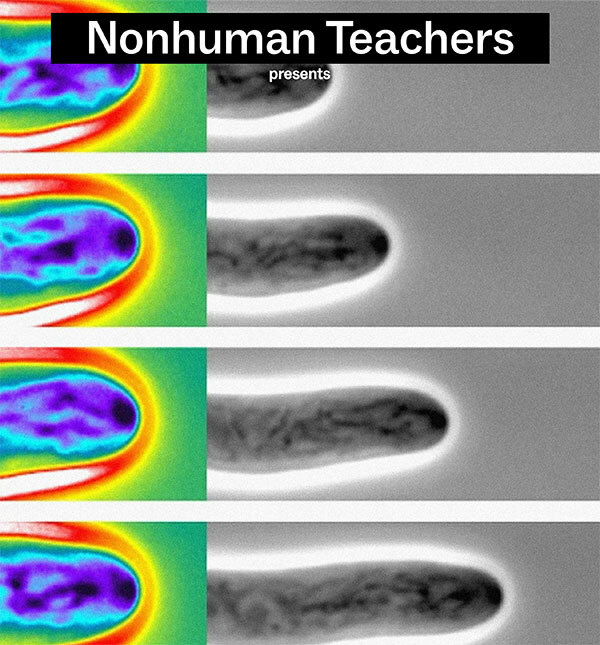 Poster of Nonhuman Teachers Presents HORT/CULTURE: Ecological Storytelling