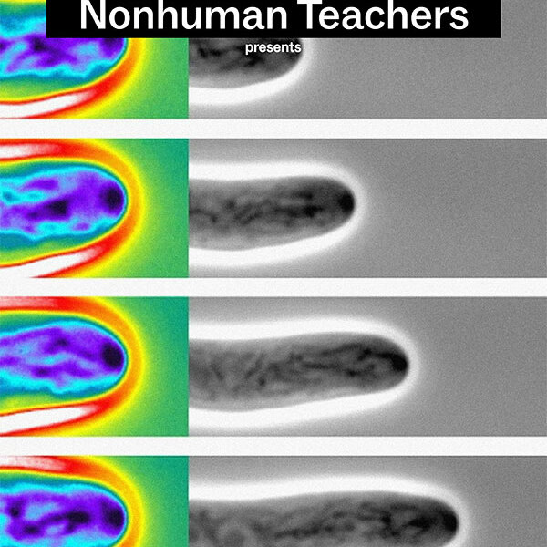 Nonhuman Teachers Presents HORT/CULTURE: Ecological Storytelling event thumbnail