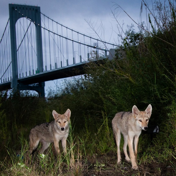 Poster of HORT/CULTURE: GOTHAM COYOTE PROJECT + LADY PINK